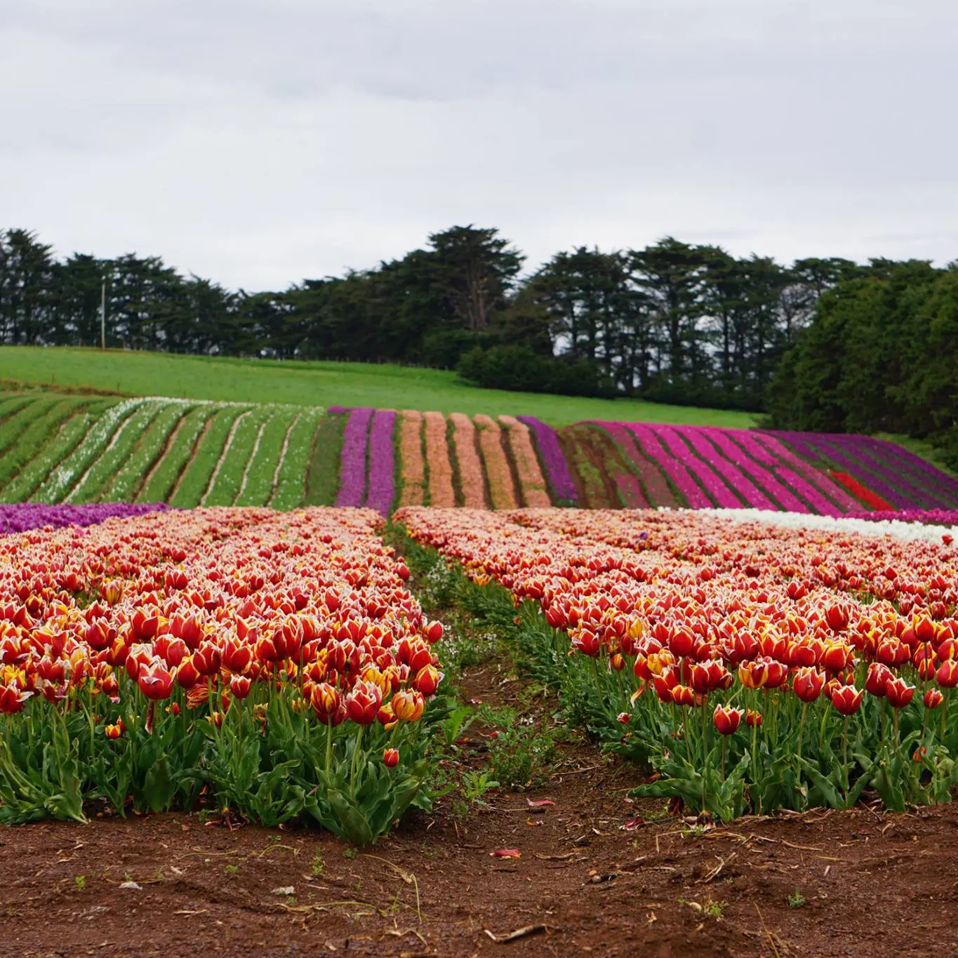 Tasmania, the Apple Isle